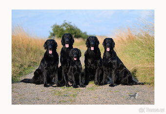 Flat coated retriever - 5