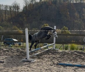 Klisna pony - 5