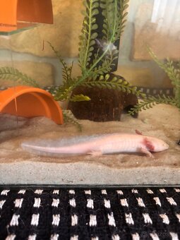 Axolotl - 5