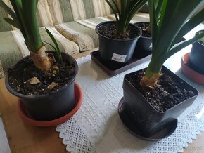 Krásné zdravé pokojové rostliny klívie - 5