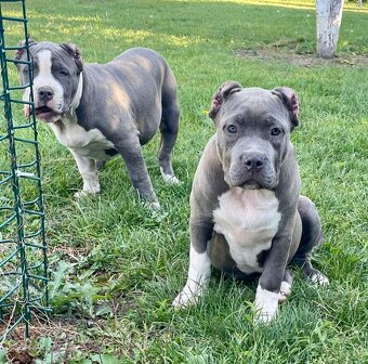 American Bully s PP - 5