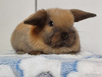 Minilop Samička Durynská - 5