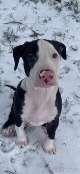 Americký Pittbul - 5