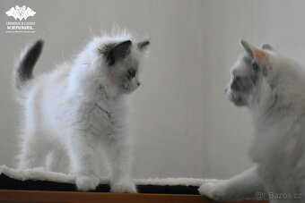 Ragdoll s PP – nádherná seal bicolor kočka na výstavy a chov - 5