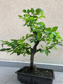 Bonsai, Bonsaj, jamadori, habr - 5
