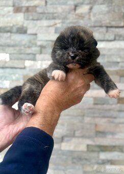 Akita Inu s průkazem původu (PP) - FCI & AKIHO - 5