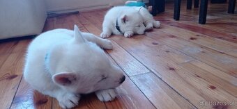 štěnátka Sibiřský Husky - 5