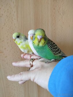 Prodám mladé andulky po vylétnutí z budky - 5