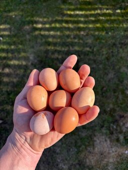 Kuřice 20. Týdnů - 5