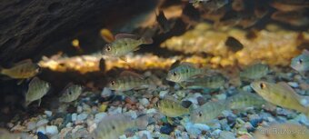 Perleťovka červenopřilbá - 5