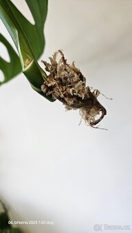 Monstera esqueleto - 5