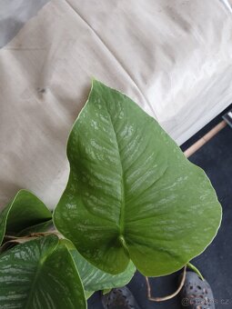 Monstera Dubia - 5