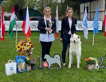 Akita Inu krycí pes s PP - 5
