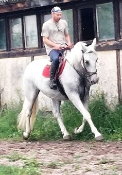 14 letý Kladrubský kůň - 5