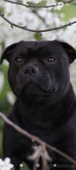 Stafordšírský bulteriér - Krycí pes - 5