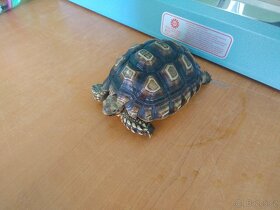 Želva ostruhatá mláďata různé velikosti - 5