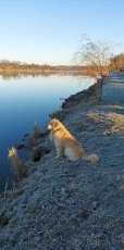 Možnost krytí. Zlatý retriever. - 5