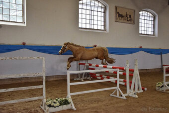 Připouštění welsh Cob D isabela - 5