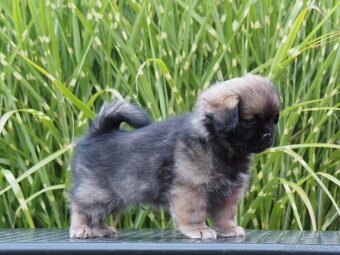 Tibetský španěl s průkazem původu - 5