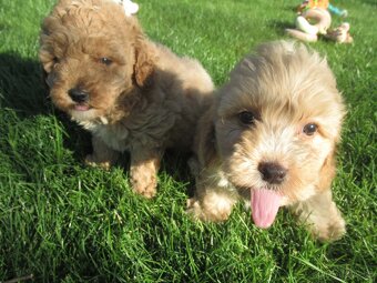 Maltipoo štěňátka - 5