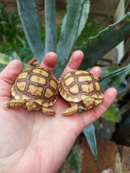 Želva ostruhatá, Geochelone Sulcata mláďata - 5