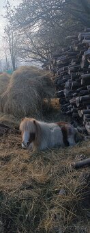 Mini pony - 5
