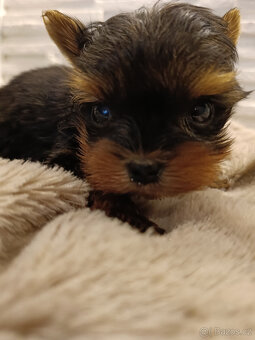 MIKRO YORK Yorkshire Terrier XXXS Neuvěřitelný WIDEO - 5