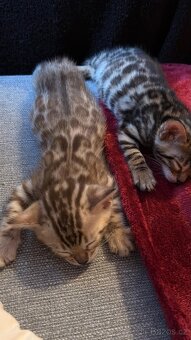 Bengálská koťata - 5
