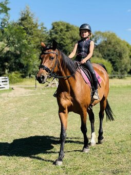 Vestfálská klisna pro děti i do sportu - 5