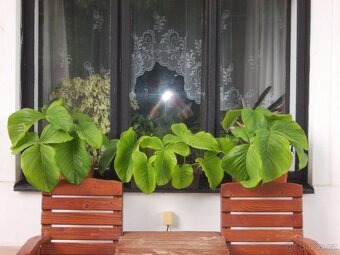 Dosny, arisaema - 5
