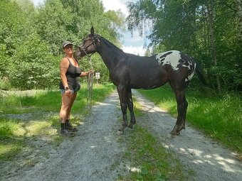 Roční appaloosa klisna - 5