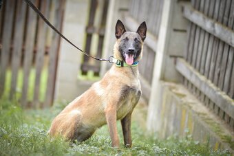 Dixie - x BO Malinois, aktivní štěně, cca 1 rok - 5