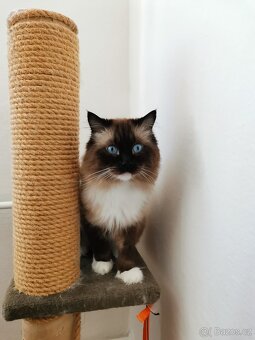 Ragdoll bez PP - 5