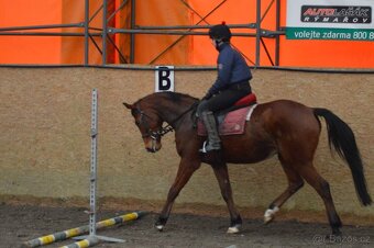 Prodám valacha A1/1 - 5