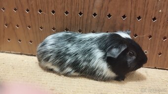 Morčata - morče hladké. - 5