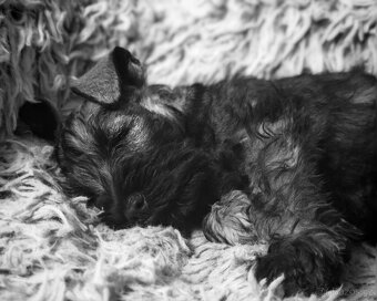 Knírač malý pepř a sůl s pp - 5