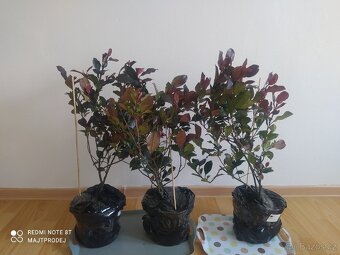 3x Blýskavka Fraserova 'Red Robin' 50-60cm v kontejnerů - 5