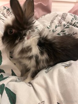 Mláďata zakrslého králíka na prodej - 5