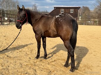 Dvouletá appa klisna - 5