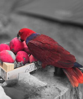 Eklektus různobarvý - 5