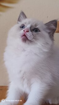 Koťata Ragdoll - 5