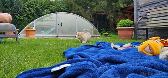 Welsh corgi pembroke s PP - 5