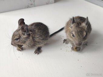 Osmák Degu - mláďata s VP ze zájmového chovu - 5