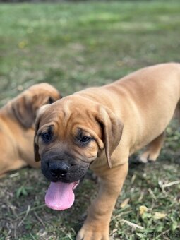 Boerboel - štěňátko pejsek - 5