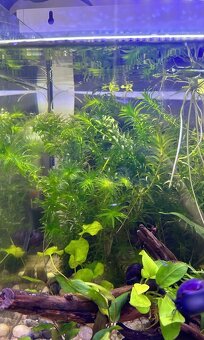 Medaka Japonská Metallic - Oryzias latipes - 5