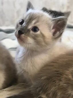 Bengálská kočka s Pp - 5