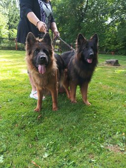 Německý ovčák - 5