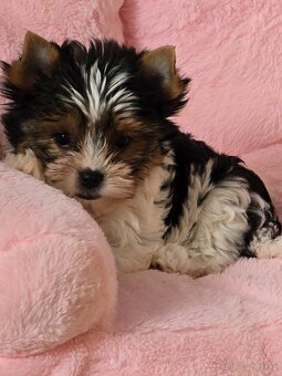 Jorkširský teriér-biewer - 5