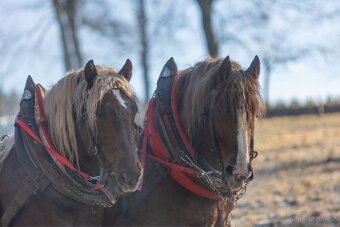 Prodám Valacha ČMB - 5