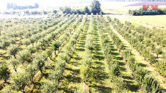 Prodej ovocného sadu, 40027 m², Chotiměř - 5